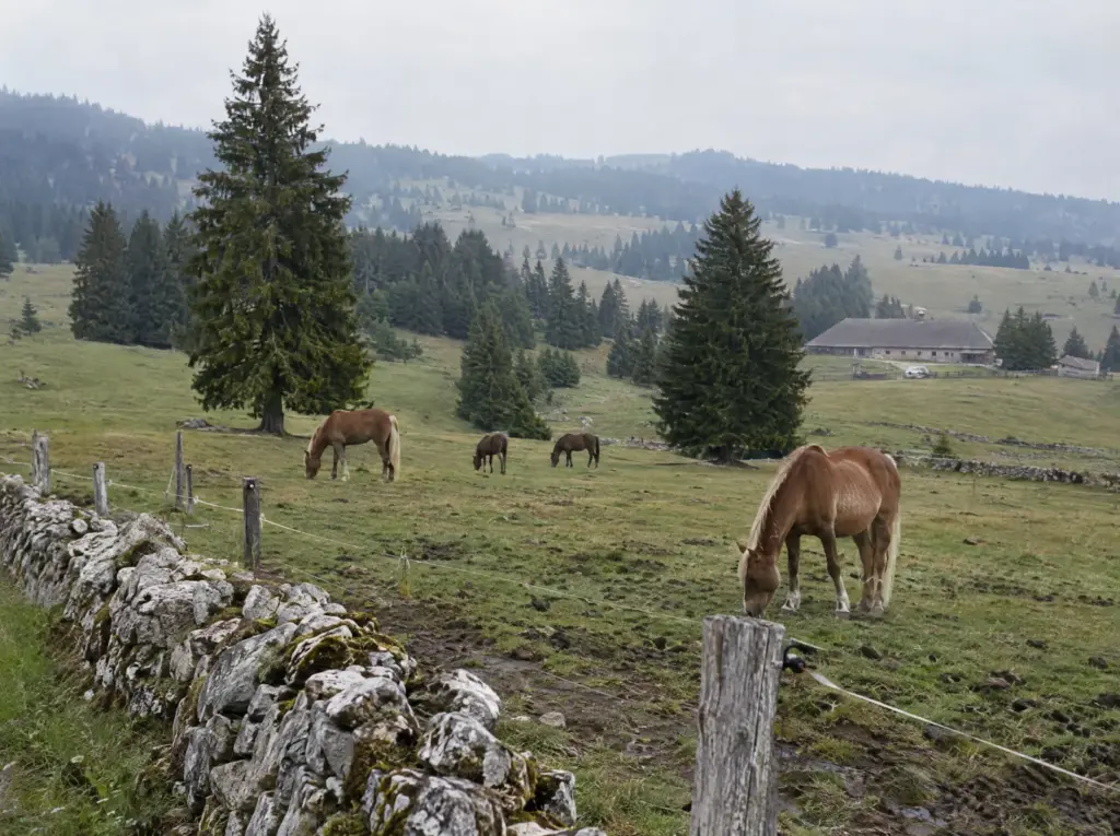 Devis travaux de rénovation à Delémont : Pâturages boisés des Franches-Montagnes, Jura